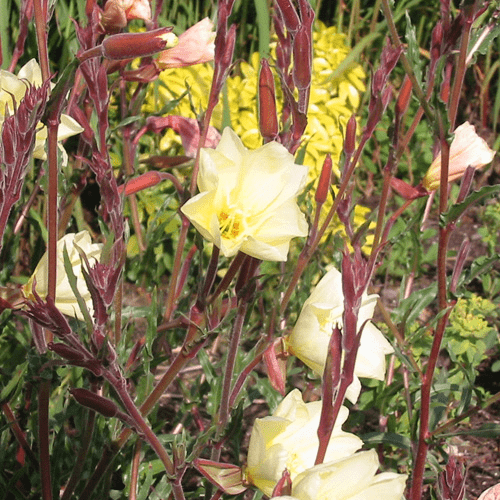 Des images de diff�rentes plantes